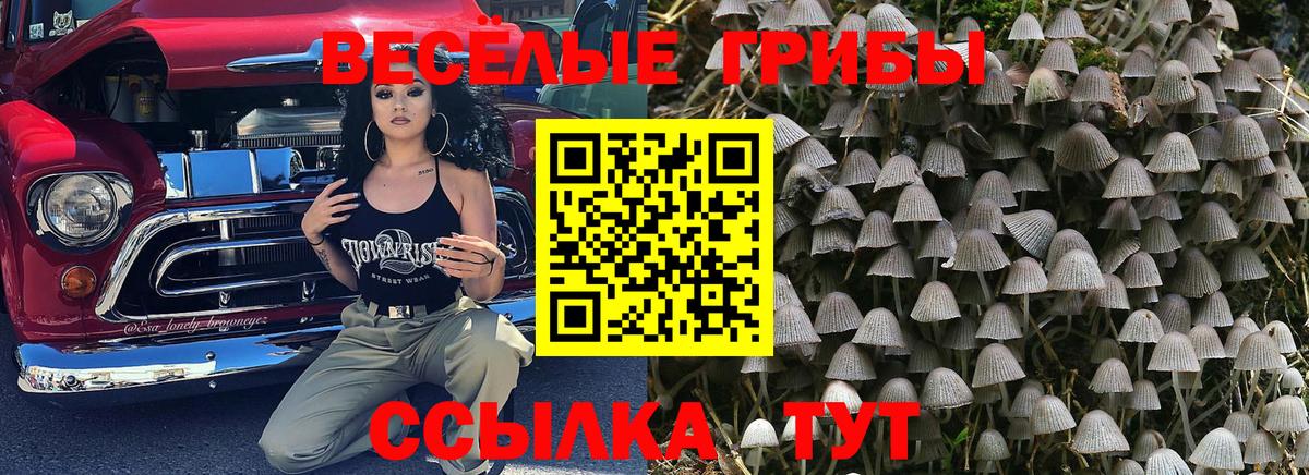Тара  Псилоцибиновые грибы мицелий  Псилоцибиновые грибы ЛСД  Вход с VPN 